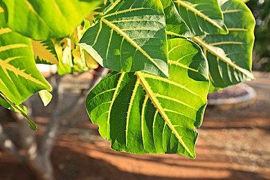 《高等动物》6月25日15点上线Steam抢先体验，欢迎来到魔方群岛！