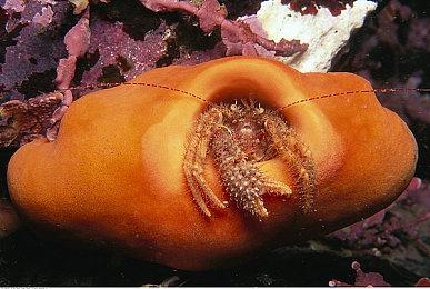 《怪物猎人物语2》第三弹免费更新发布 9月2日正式上线